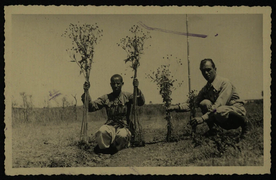 Vaghi. Adi Ugri. Prove di concimazione. Dic. 1938