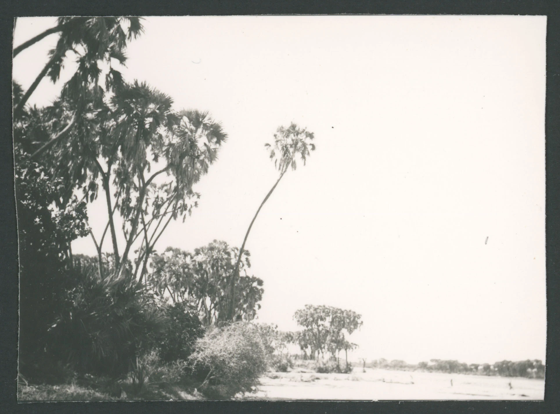 Paesaggio con vegetazione a Barentù in Eritrea
1 provino fotografico : gelatina a sviluppo
Titolo attribuito dal catalogatore, desunto da foto 297-A