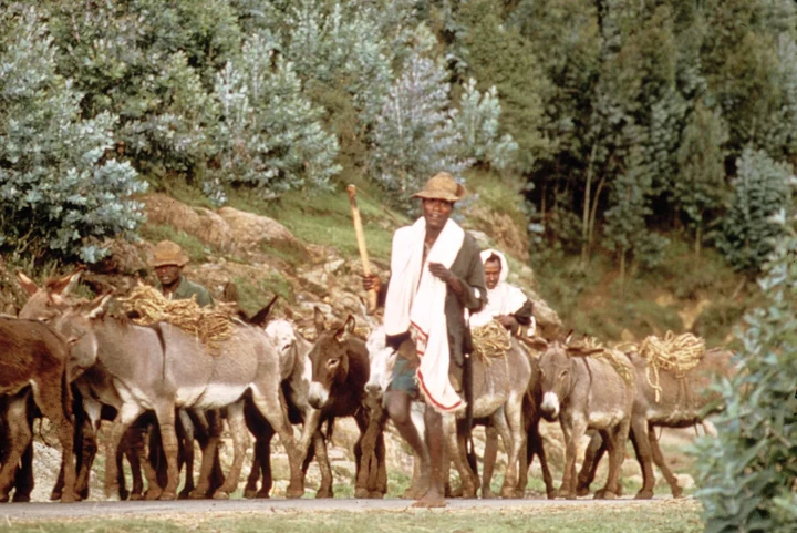 Donkeys Returning from Market