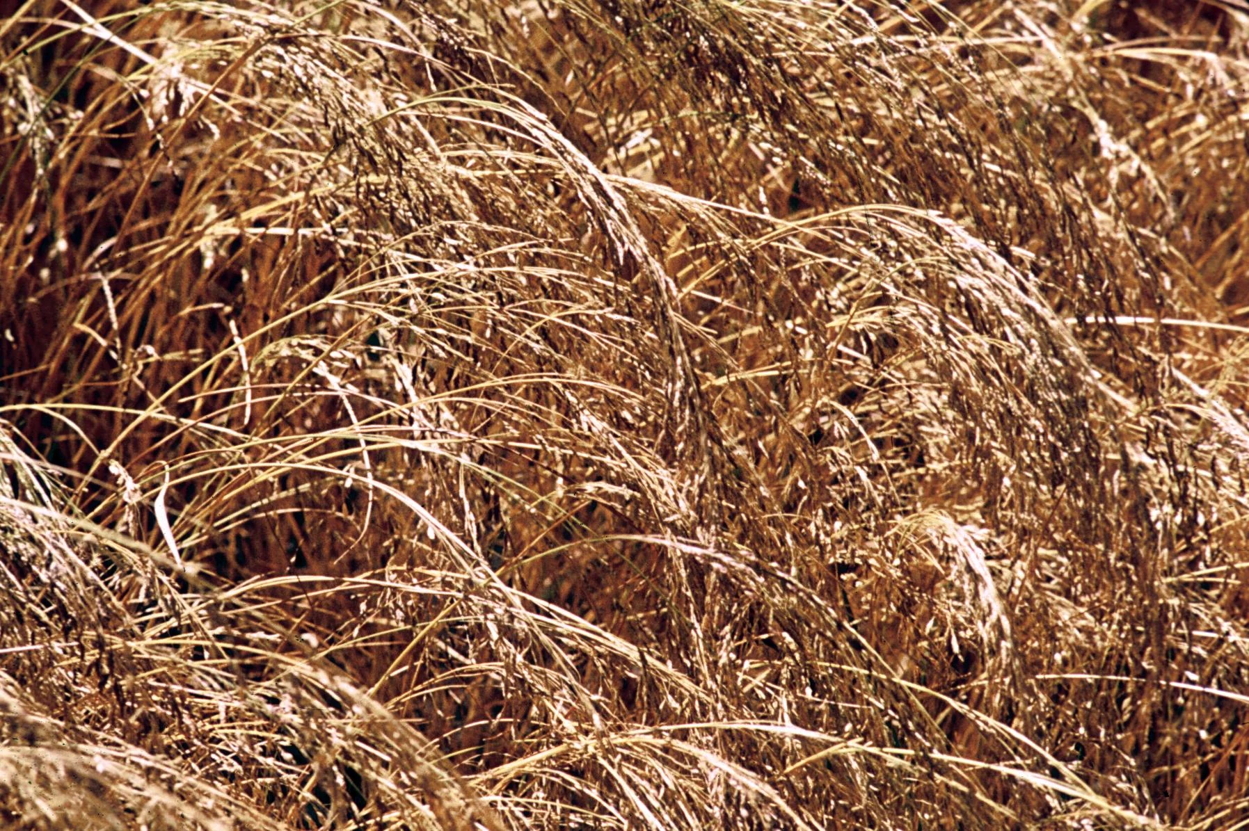 Cutting and Threshing of T'ef, Part 1