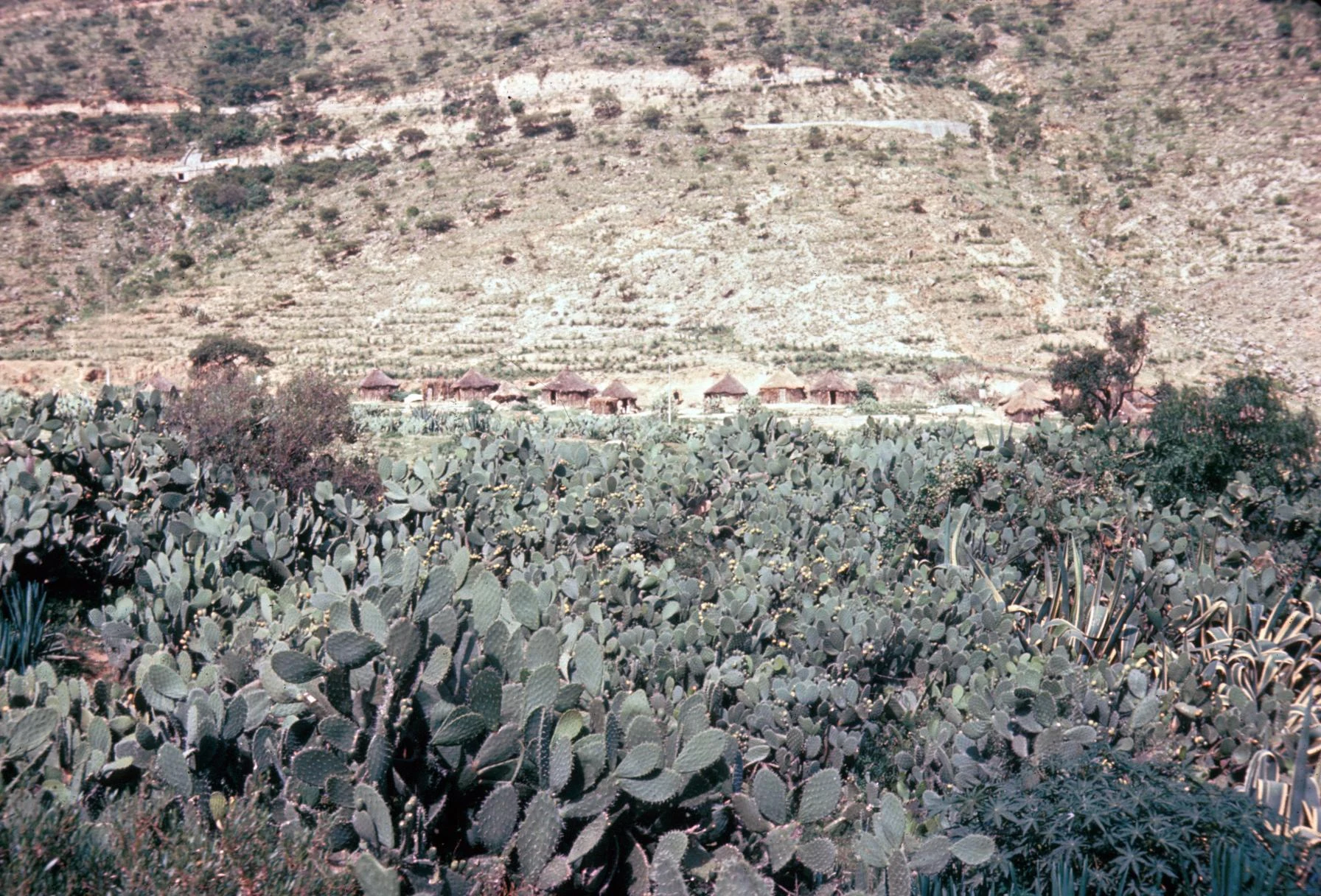 View of Countryside on the Road from Asmara