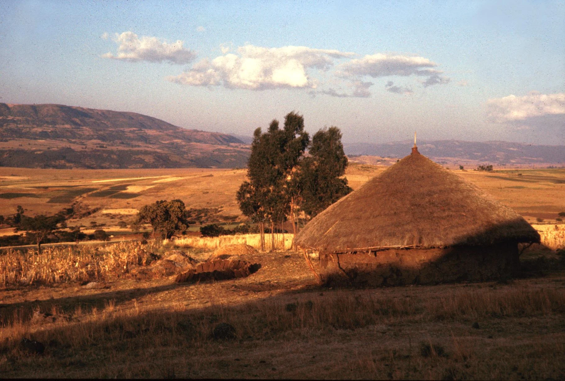 Agricultural Scene Showing Harvested Corn Field and Dung Cakes