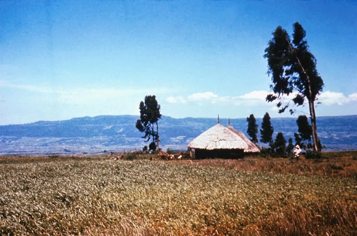 Barley Field