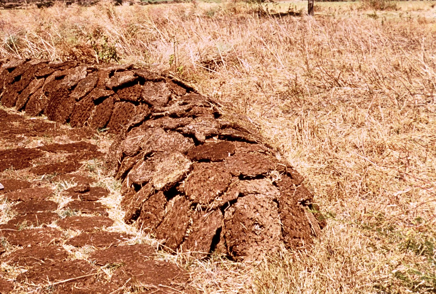 Close-up of Dung Cakes for Fuel