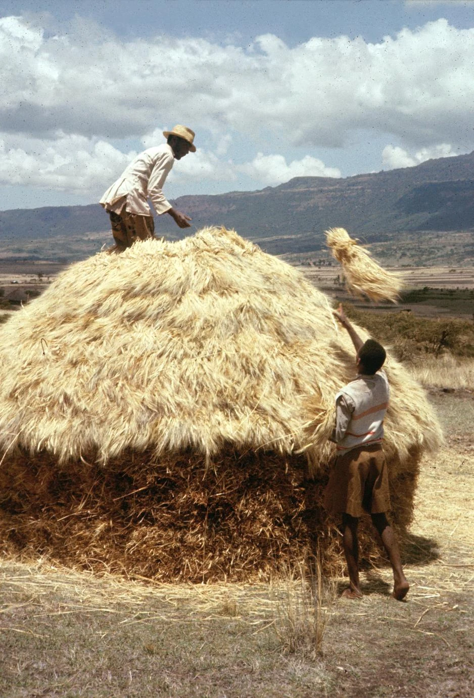 Piling Wheat to Shed Water
