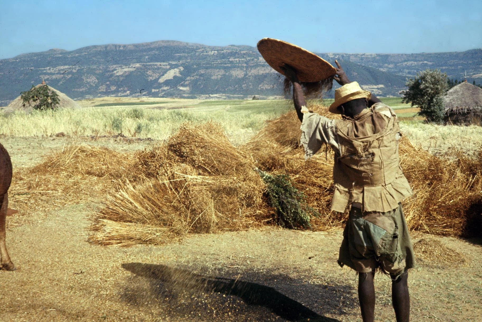 Winnowing Seeds from Nug