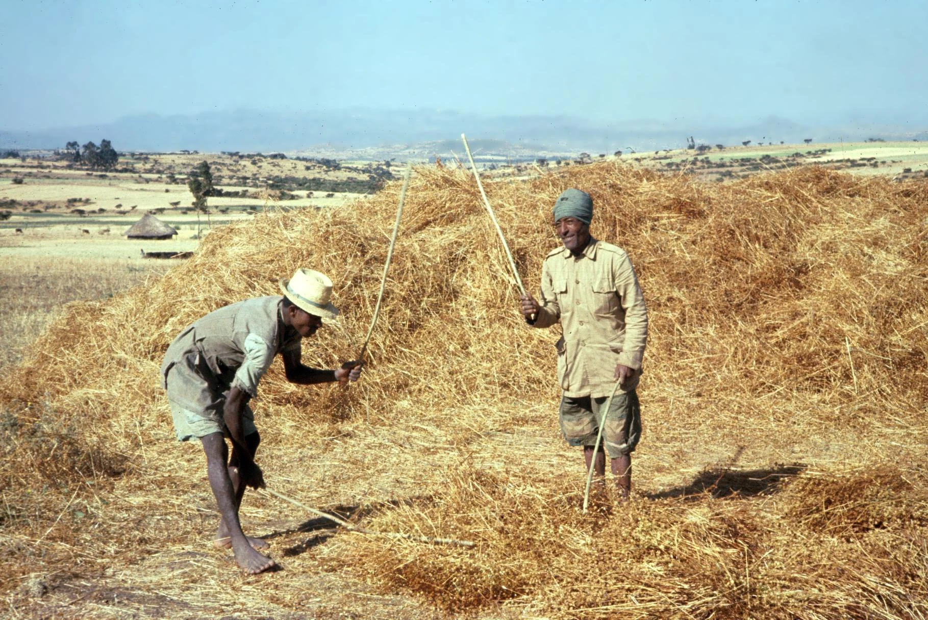 Threshing Nug by Hand