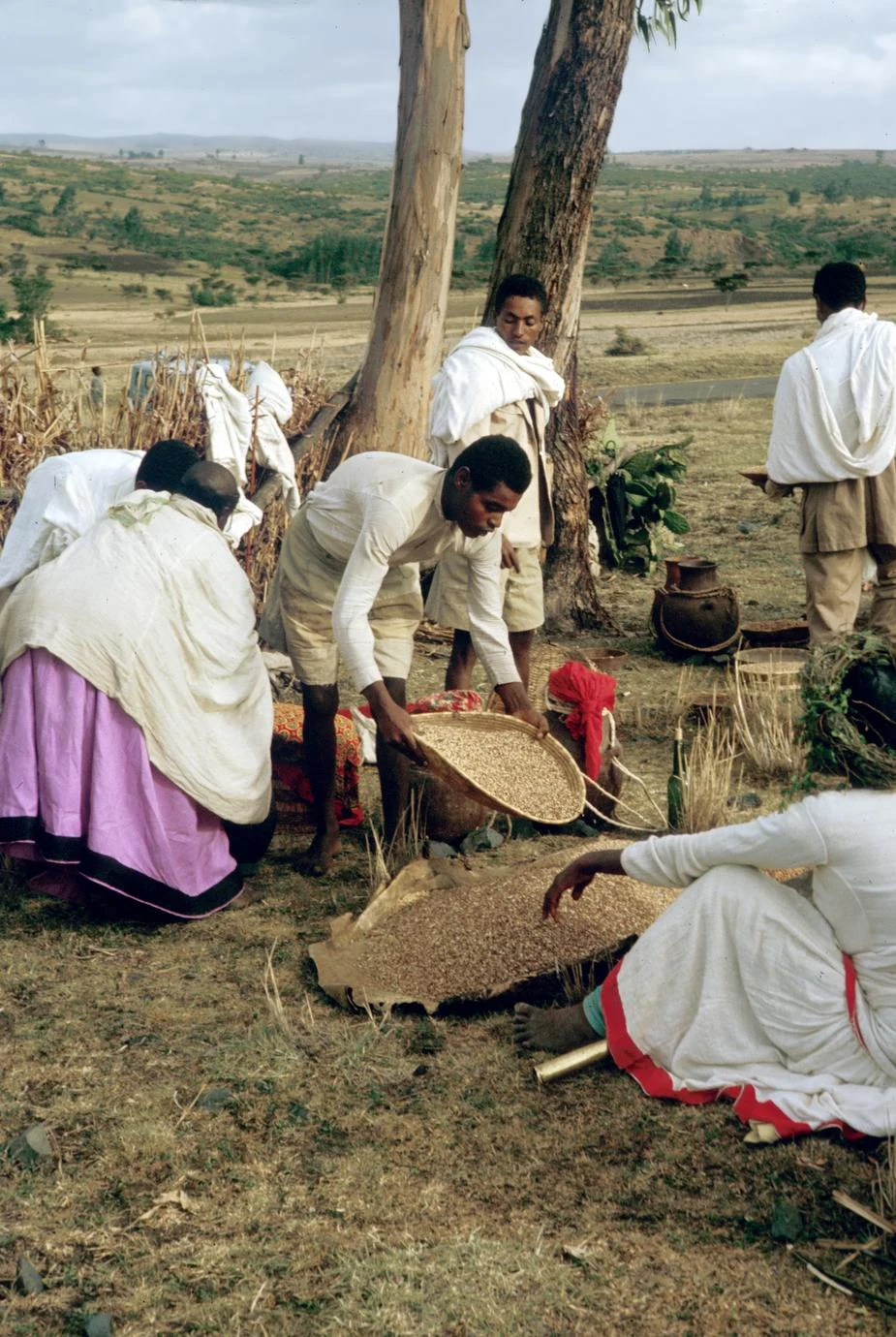 Grain Collected as Tribute to Spirit