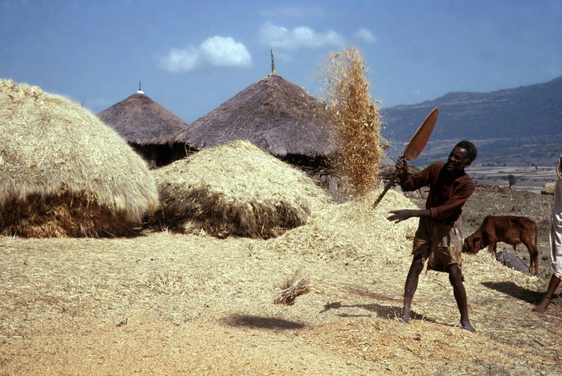 Man Separating Chaff from Grain During Winnowing