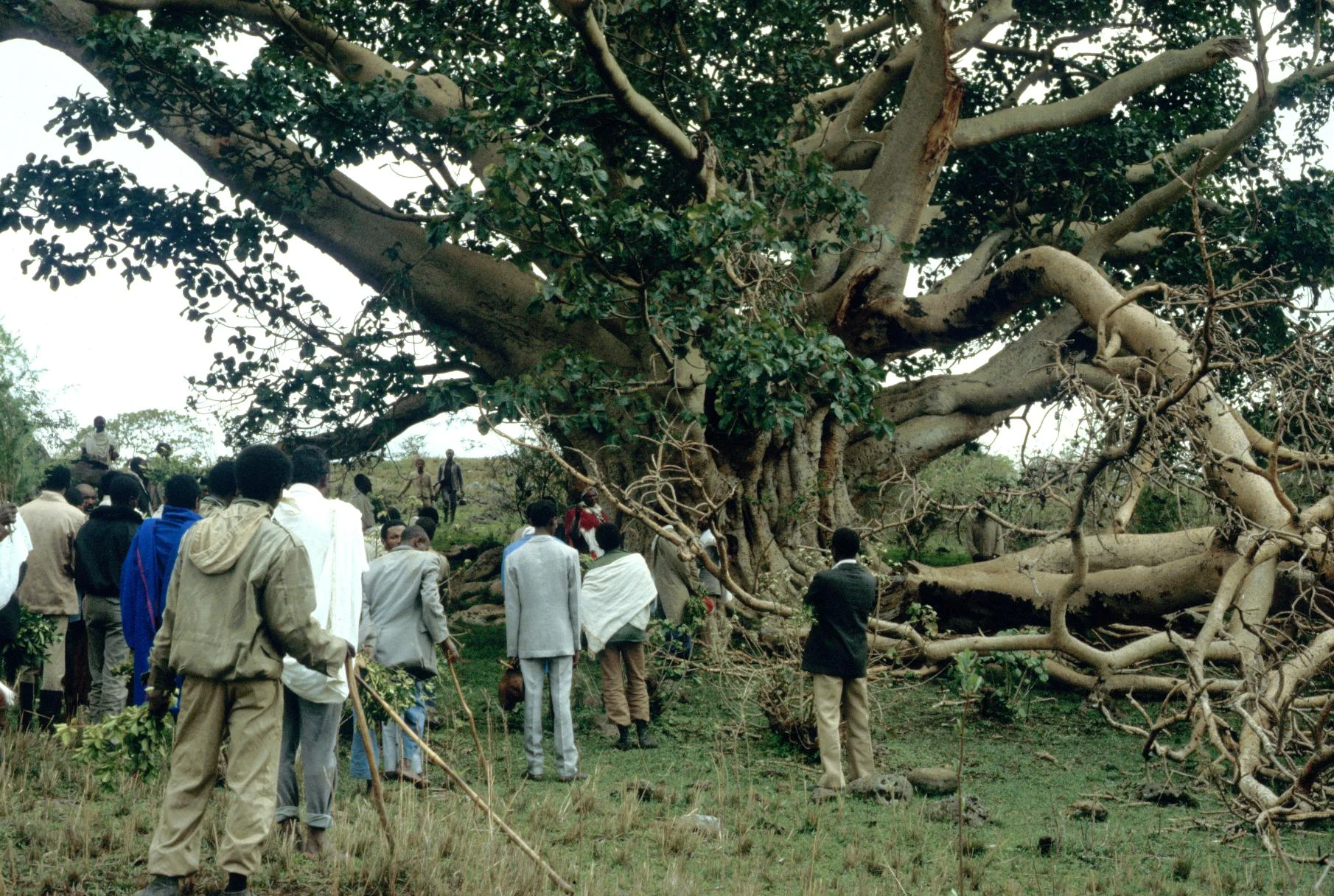 Limb of Fig Tree That Fell Coinciding with Fall of Government