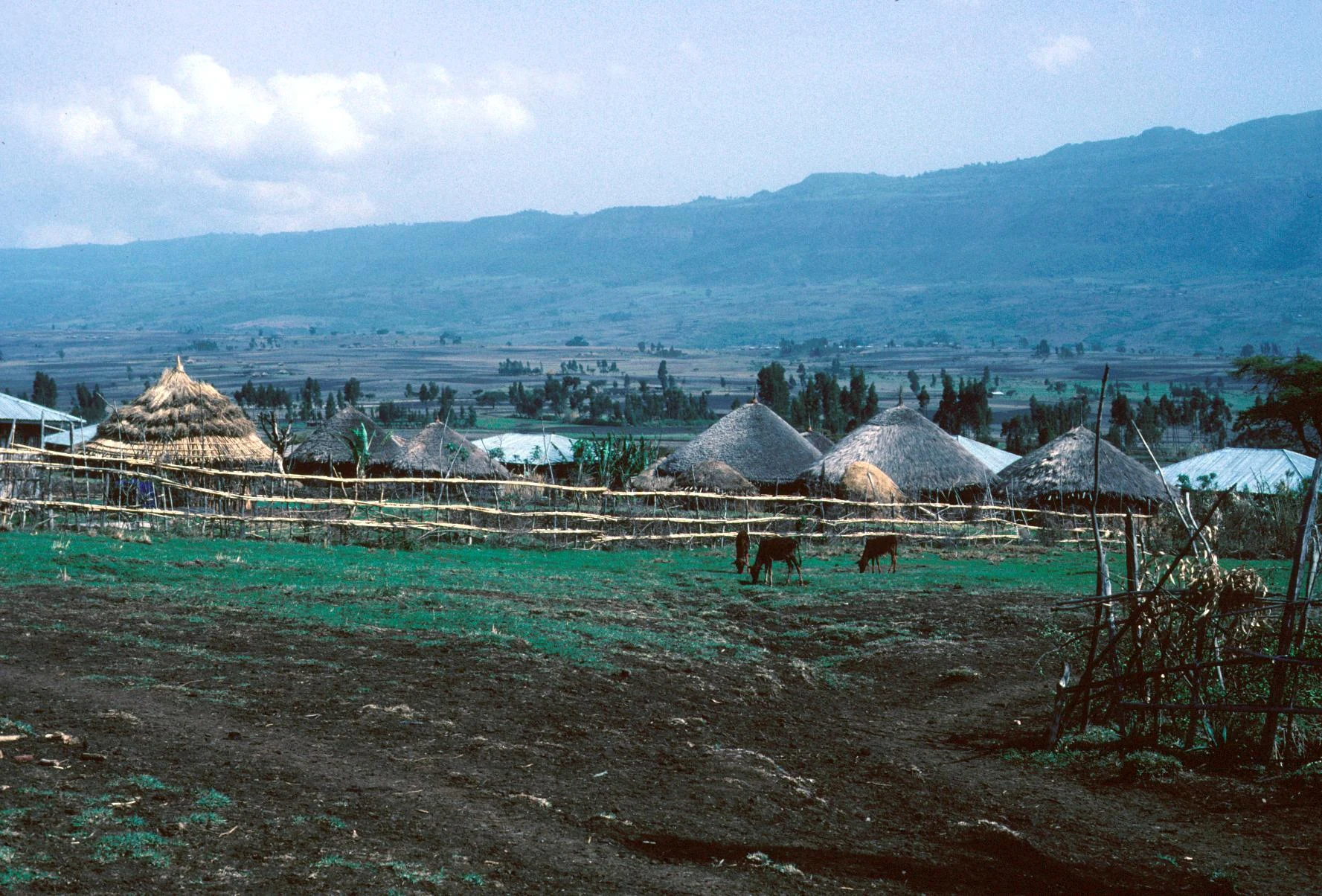 A New Village
