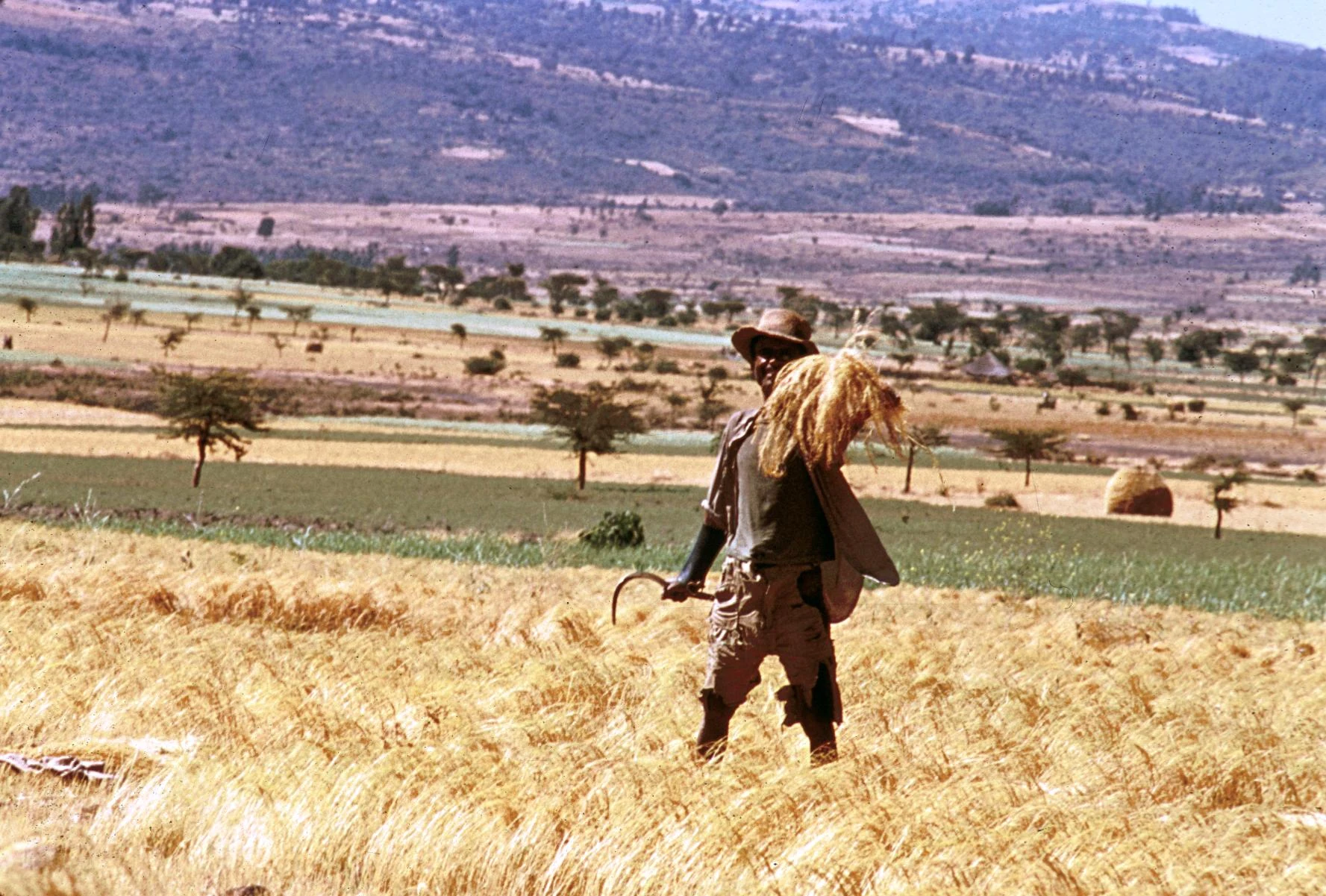 Cutting and Threshing of T'ef, Part 2