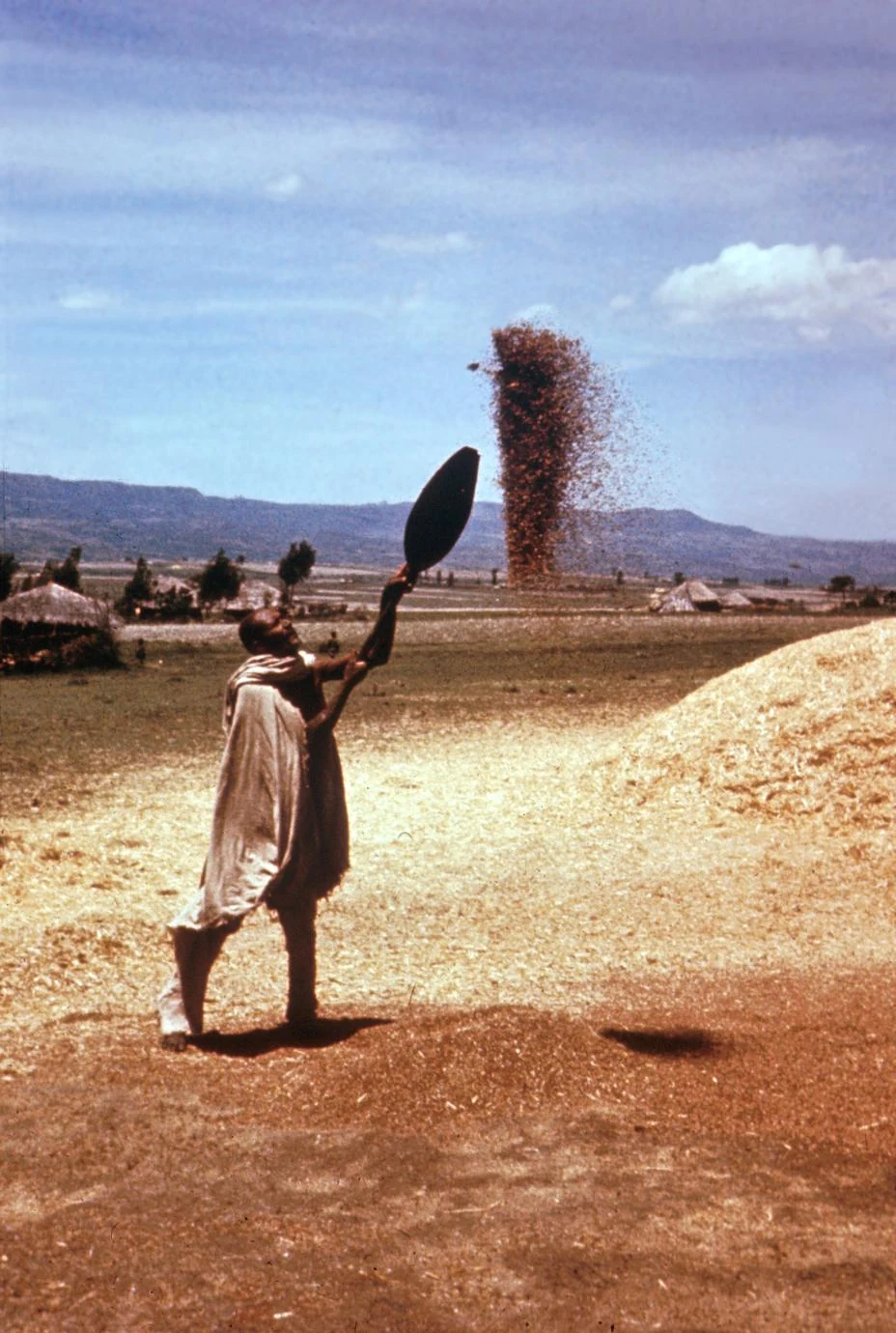 Winnowing T'ef