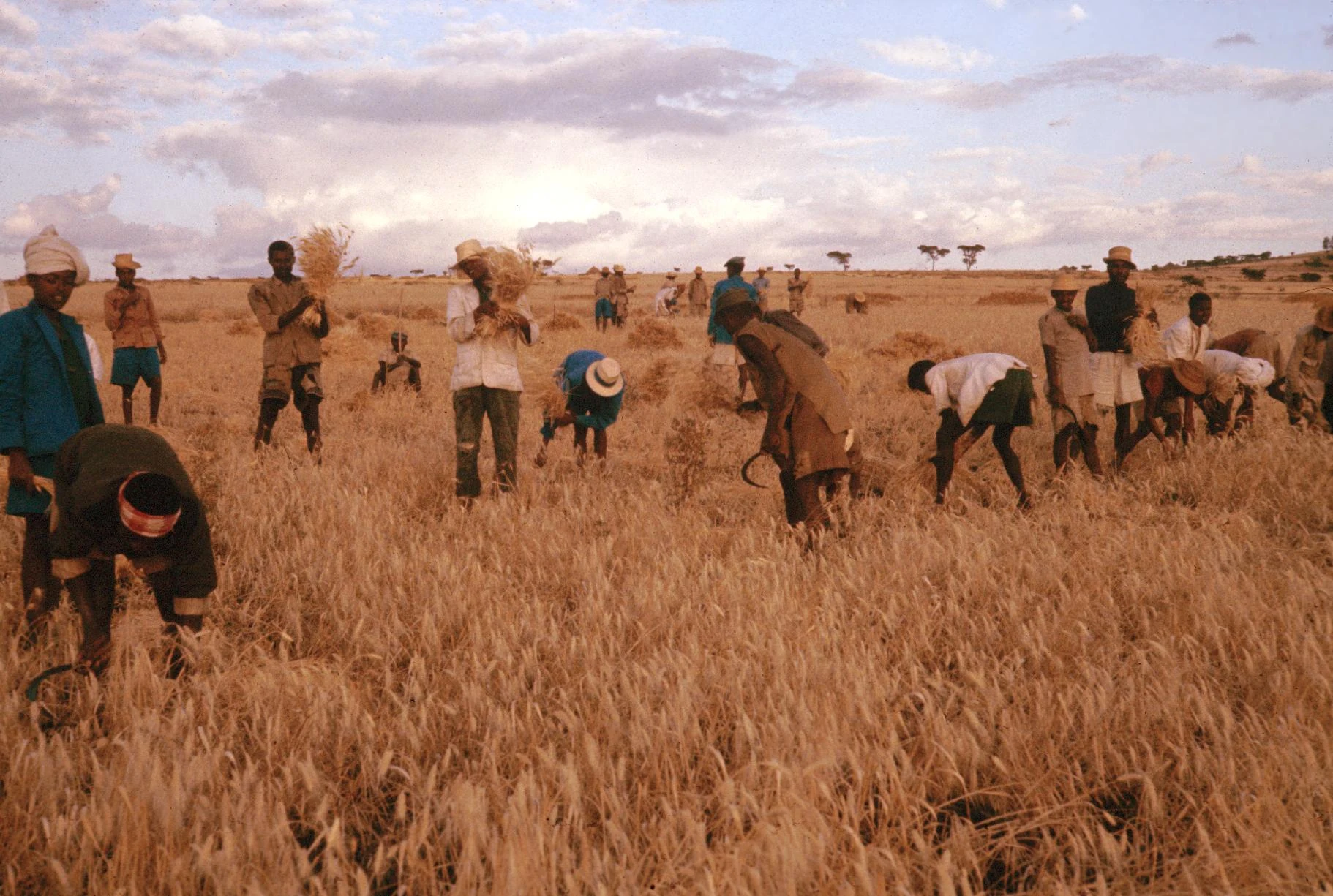 Cooperative Harvesting of Wheat