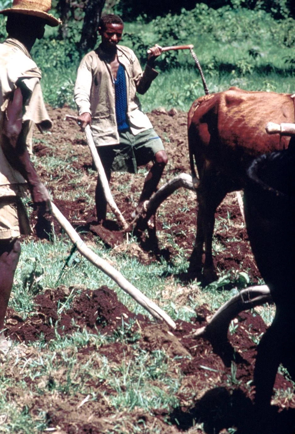Plowing with Oxen
