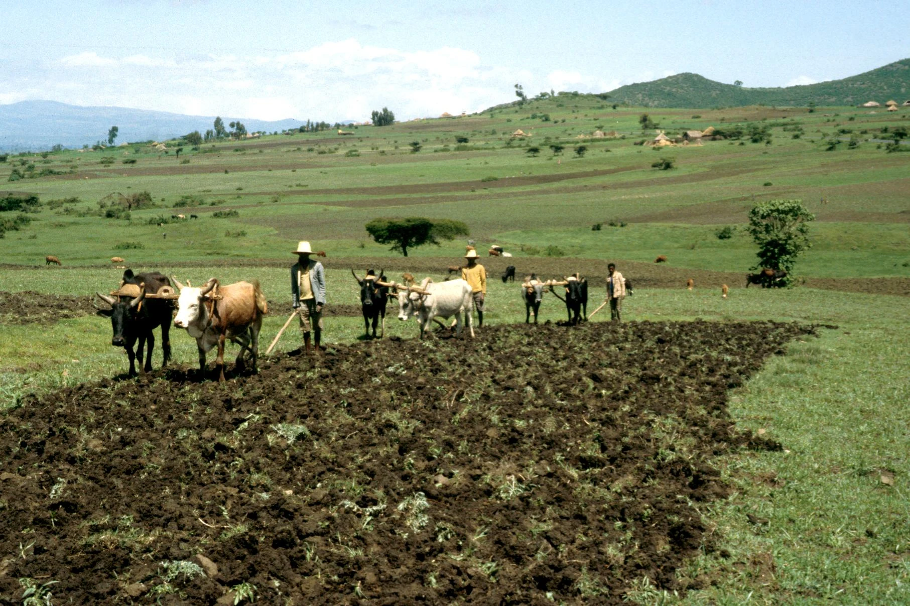 Three Farmers Working Together to Plow Fields
