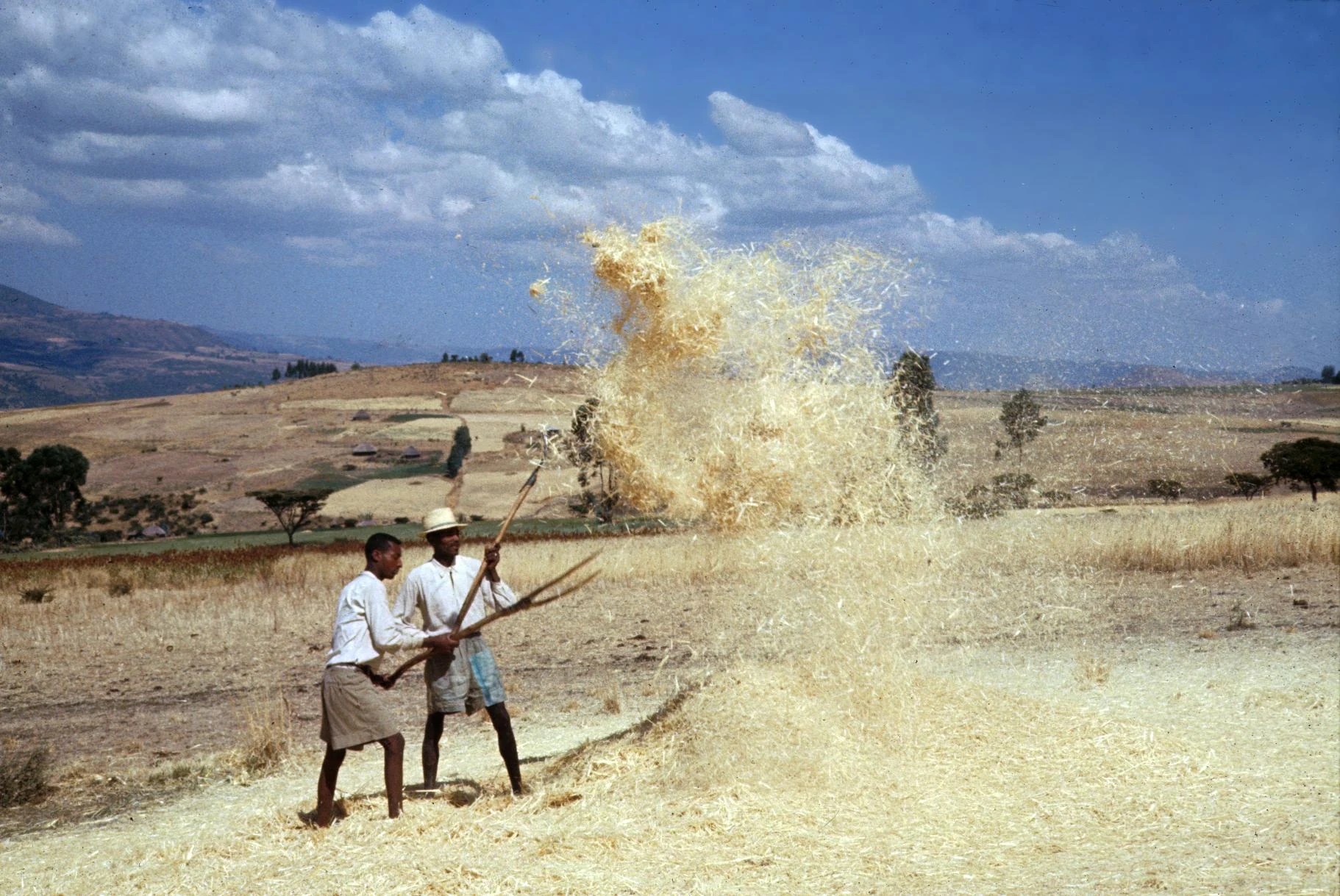 Men Separating Chaff from Grain During Winnowing