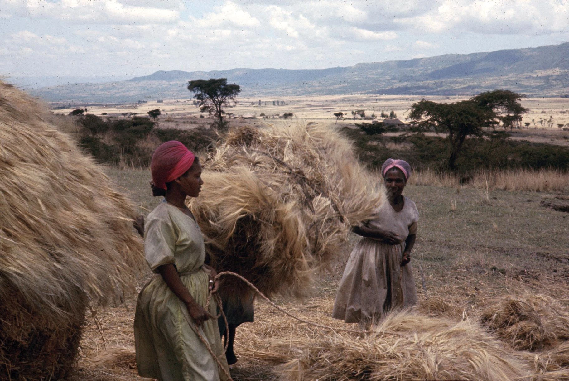 Stacking and Storing Wheat for Protection from Rain