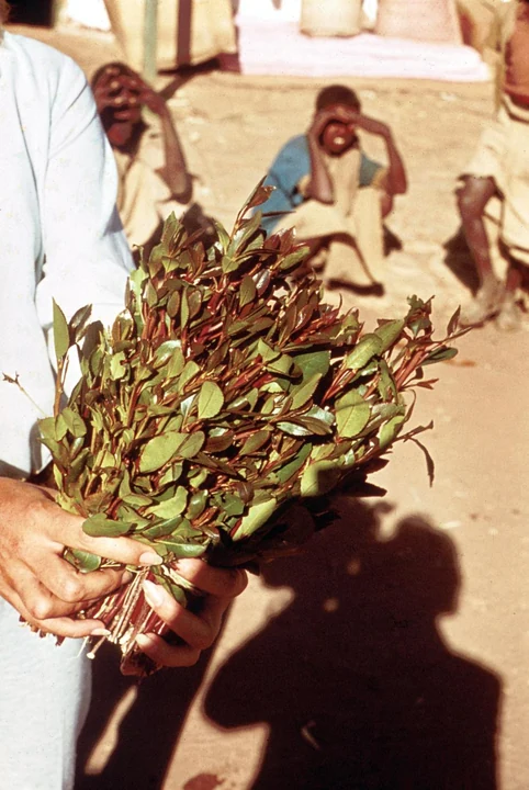 Qat Plant