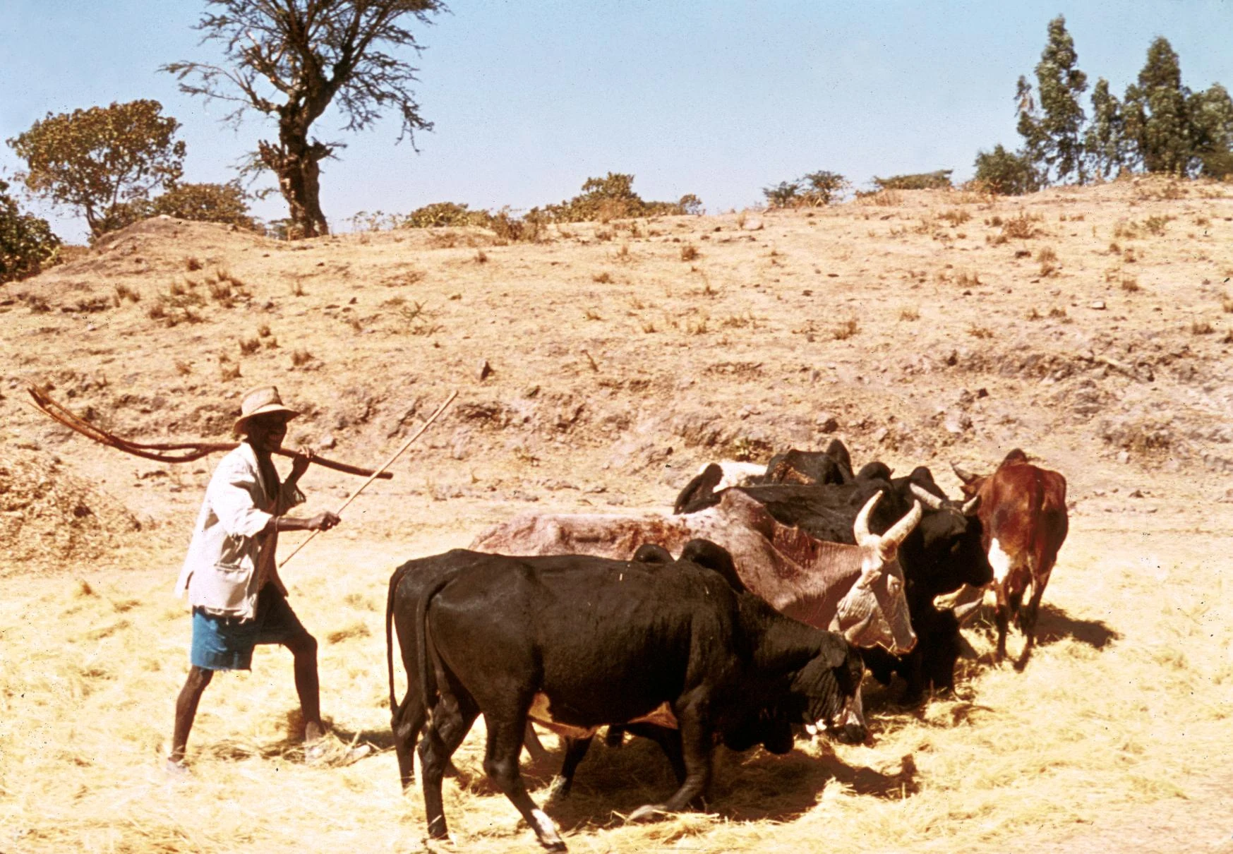 Cutting and Threshing of T'ef, Part 5