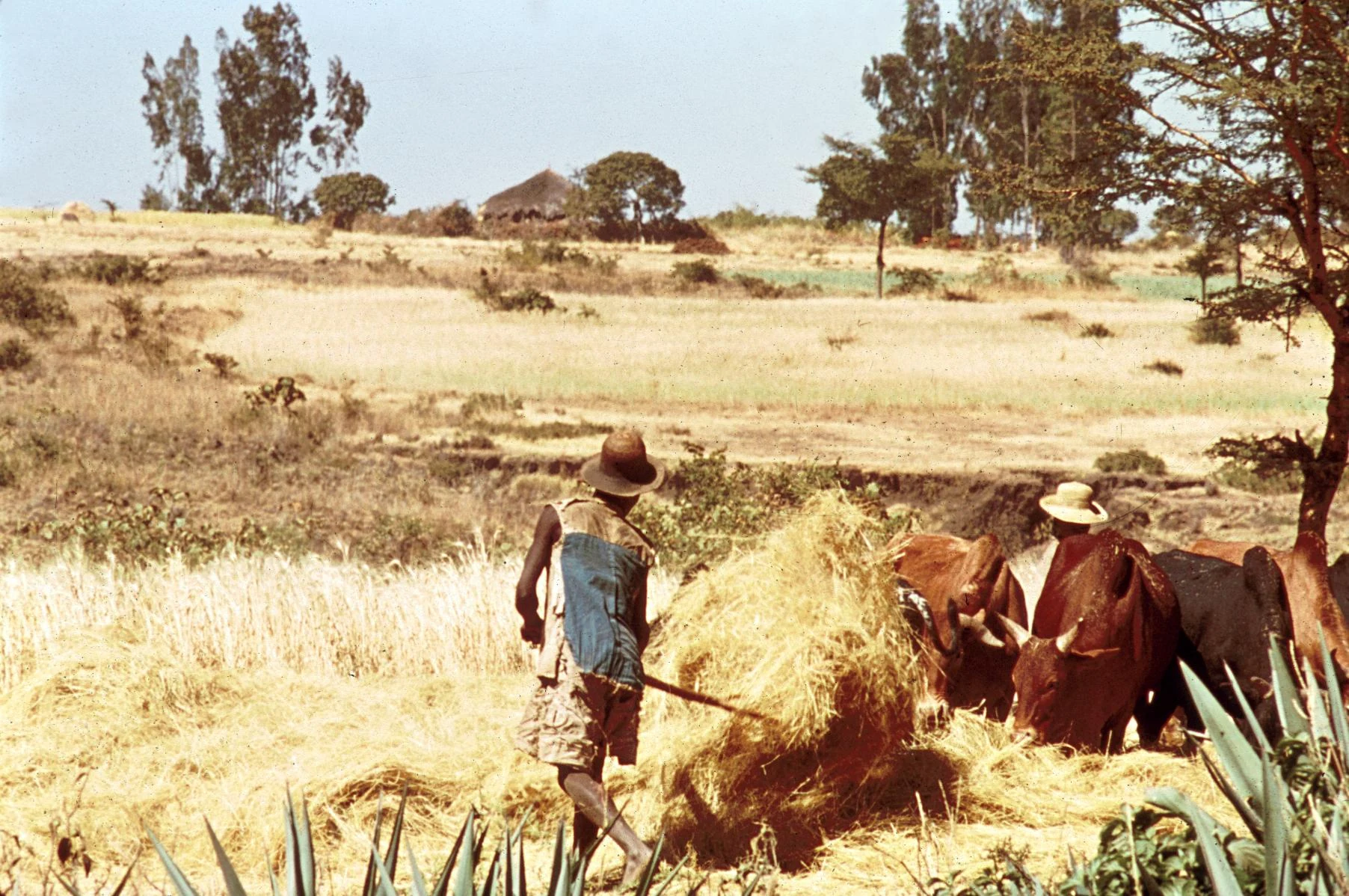 Cutting and Threshing of T'ef, Part 4