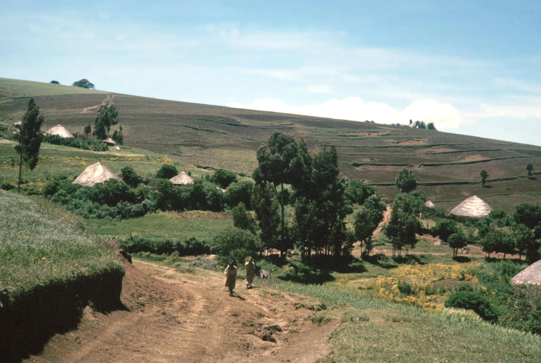 Road at Dawn and Terracing for Agriculture