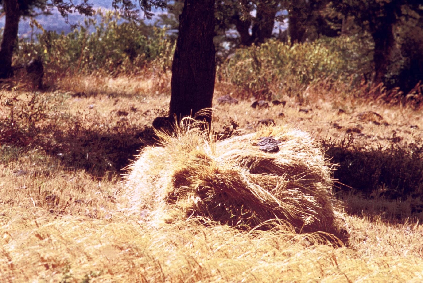 Cutting and Threshing of T'ef, Part 3