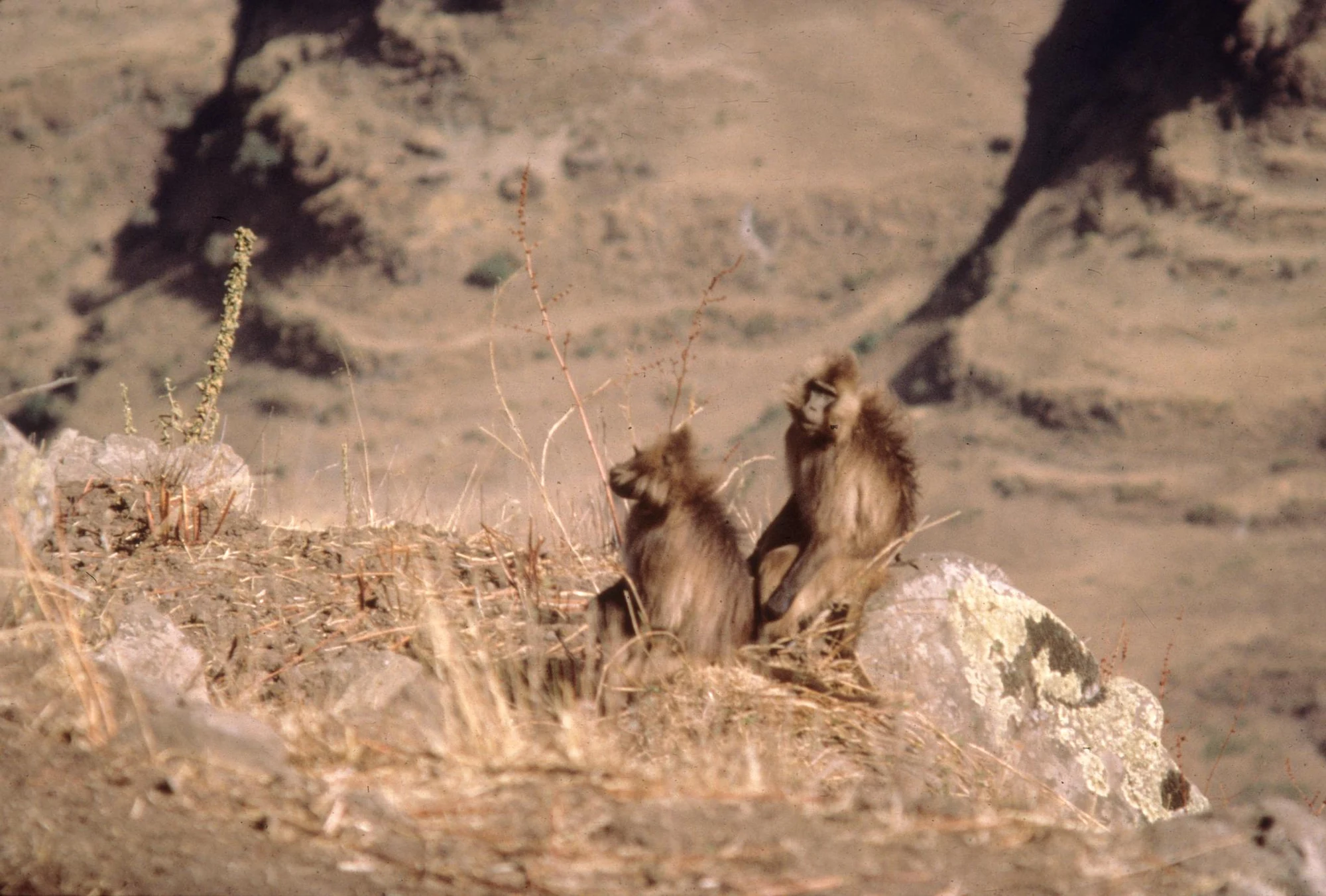 Theropithecus gelada