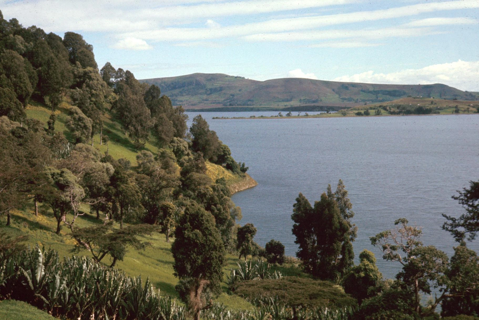 Ensete Growing Near Crater Lake