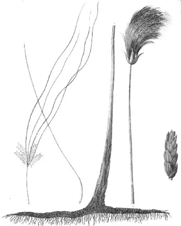 Select Specimens of Natural History, Collected in Travels to Discover the Source of the Nile, in Egypt, Arabia, Abyssinia, and Nubia. Volume V — illustration 1, PDF page 13