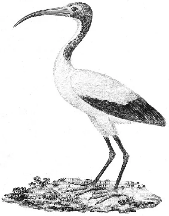 Select Specimens of Natural History, Collected in Travels to Discover the Source of the Nile, in Egypt, Arabia, Abyssinia, and Nubia. Volume V — illustration 1, PDF page 171