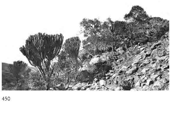 Illustration, Encyclopaedia Aethiopica volume 2, PDF page 485