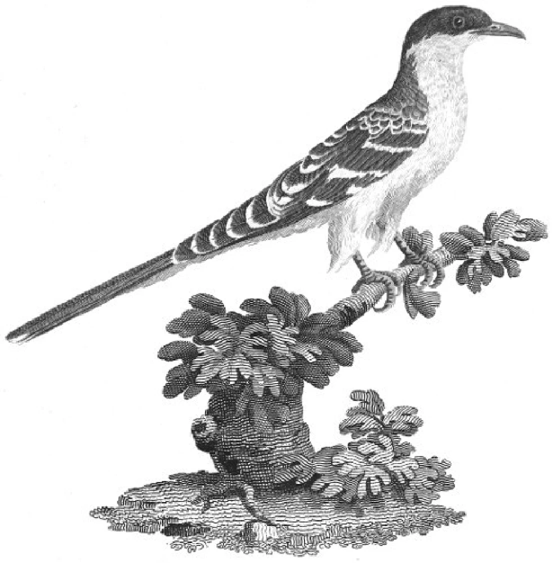 Select Specimens of Natural History, Collected in Travels to Discover the Source of the Nile, in Egypt, Arabia, Abyssinia, and Nubia. Volume V — illustration 1, PDF page 177