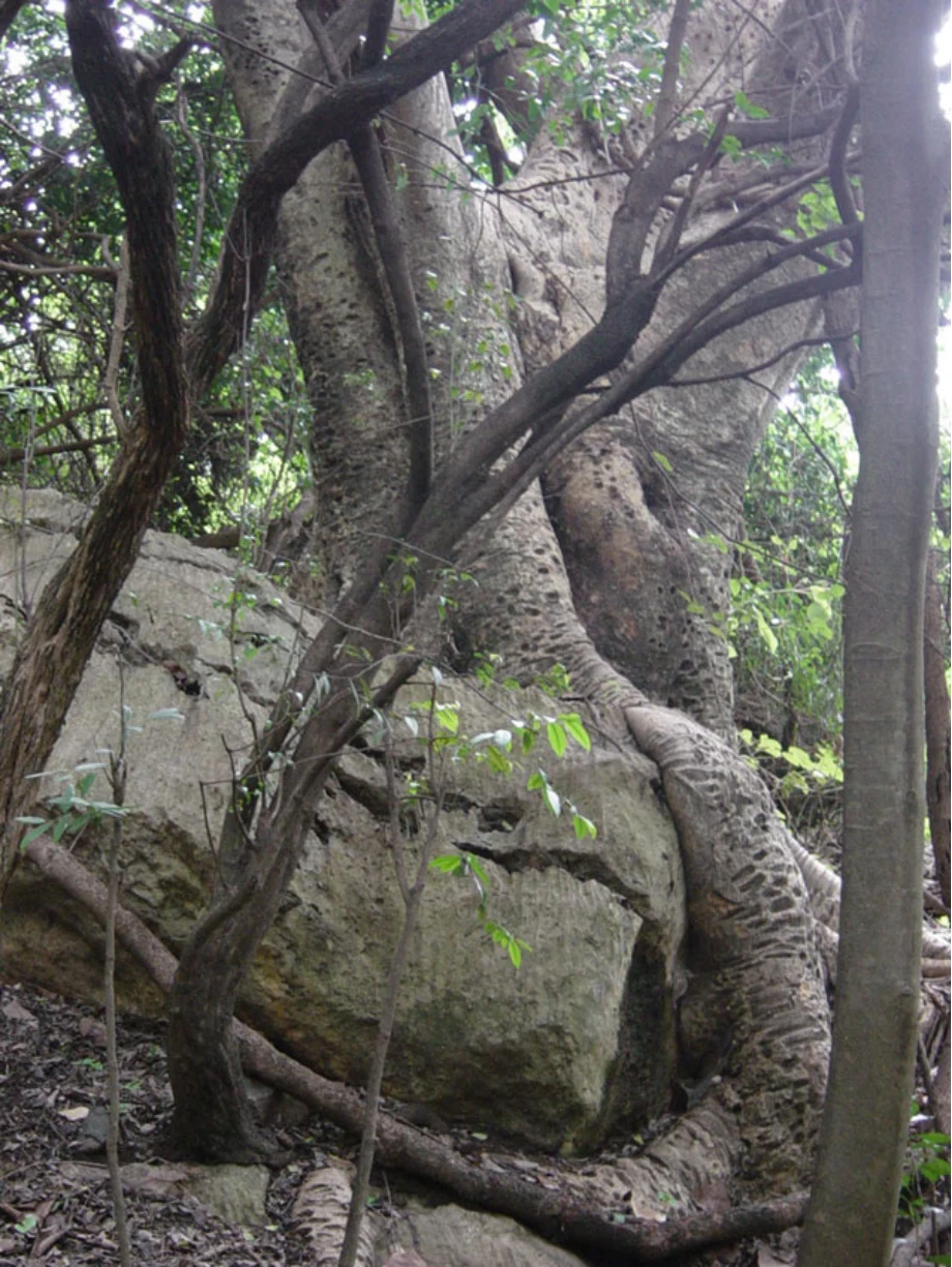 Geo-trekking in Ethiopia's Tropical Mountains: The Dogu'a Tembien District — illustration 1, PDF page 259