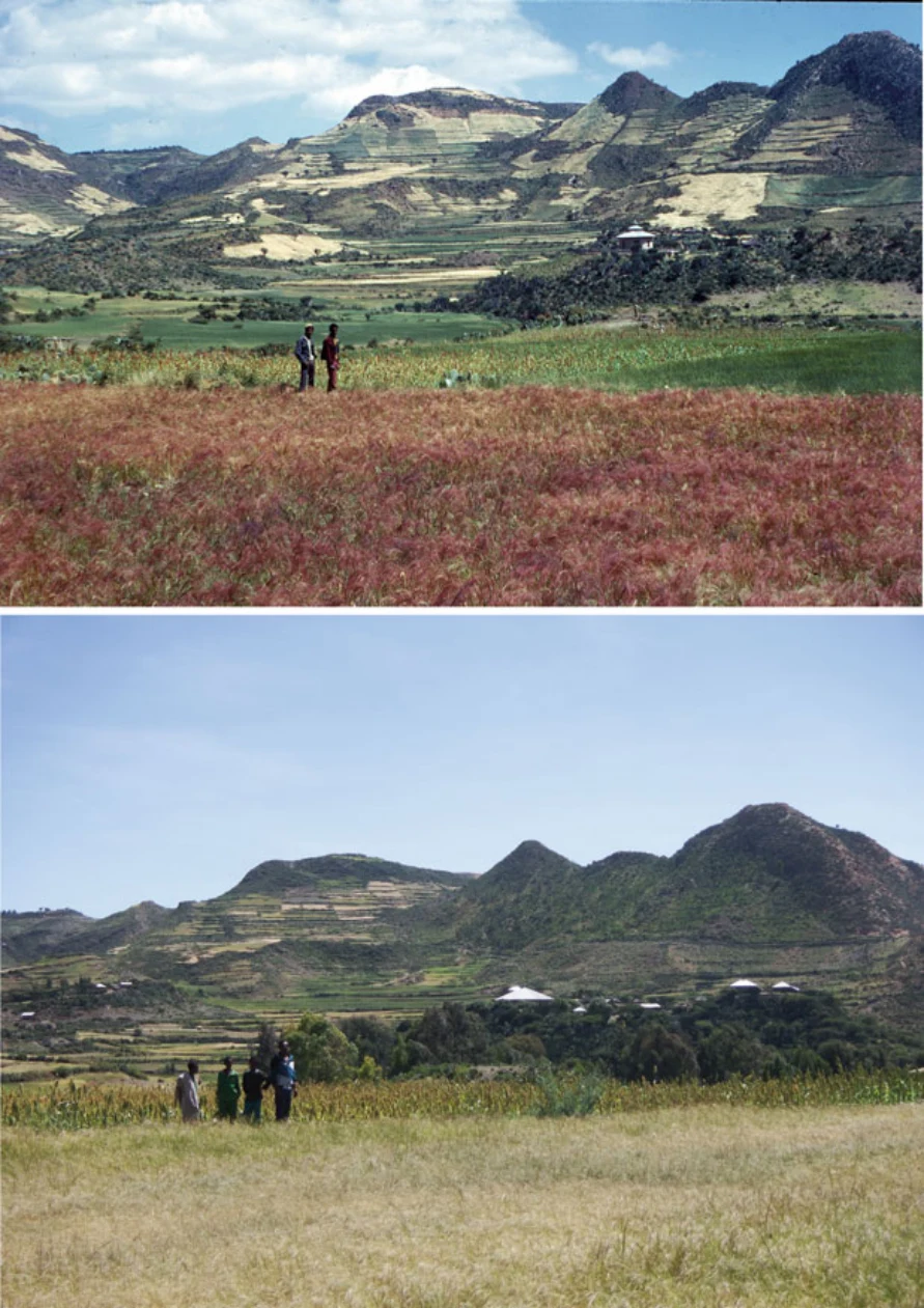 Geo-trekking in Ethiopia's Tropical Mountains: The Dogu'a Tembien District — illustration 1, PDF page 493