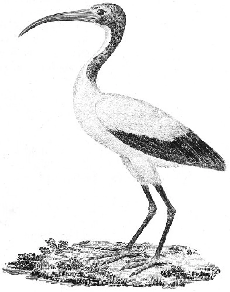 Select Specimens of Natural History, Collected in Travels to Discover the Source of the Nile, in Egypt, Arabia, Abyssinia, and Nubia. Volume V — illustration 1, PDF page 171