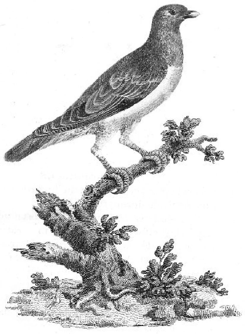 Select Specimens of Natural History, Collected in Travels to Discover the Source of the Nile, in Egypt, Arabia, Abyssinia, and Nubia. Volume V — illustration 1, PDF page 185