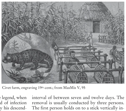 Illustration, Encyclopaedia Aethiopica volume 5, PDF page 219