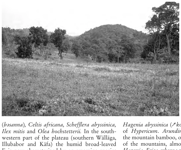 Illustration, Encyclopaedia Aethiopica volume 2, PDF page 603