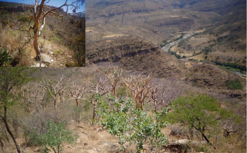 Geo-trekking in Ethiopia's Tropical Mountains: The Dogu'a Tembien District — illustration 2, PDF page 387