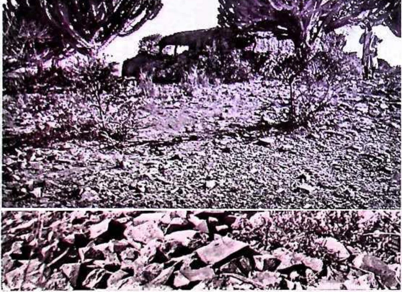 In Imperial Order: The German Aksum Expedition 1906 under Enno Littmann, Volume 3: Ethnographic, church-historical and archaeological-historical investigations — illustration 2, PDF page 344