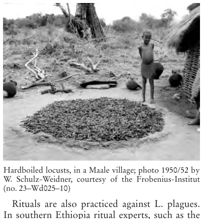 Illustration, Encyclopaedia Aethiopica volume 3, PDF page 620