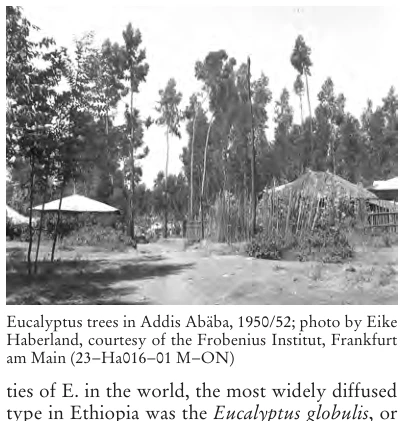 Illustration, Encyclopaedia Aethiopica volume 2, PDF page 482