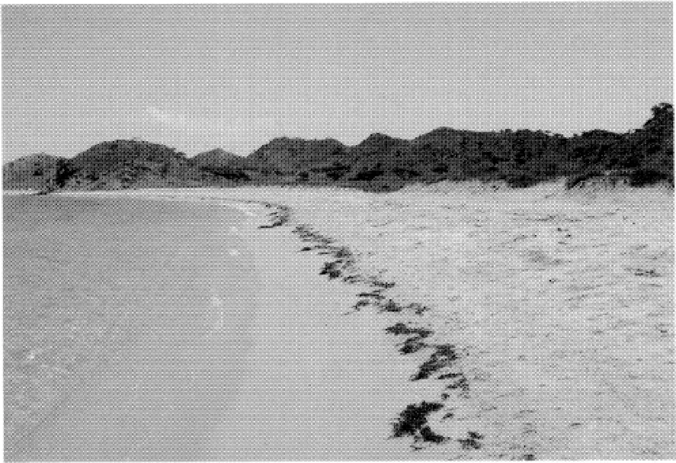 The Ancient Red Sea Port of Adulis, Eritrea: Results of the Eritro-British Expedition, 2004-5 — illustration 1, PDF page 97