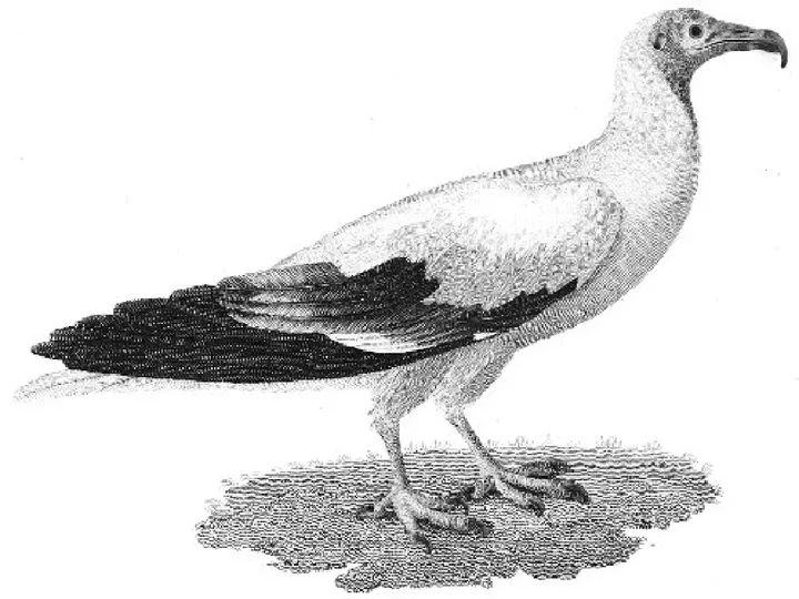 Select Specimens of Natural History, Collected in Travels to Discover the Source of the Nile, in Egypt, Arabia, Abyssinia, and Nubia. Volume V — illustration 1, PDF page 160